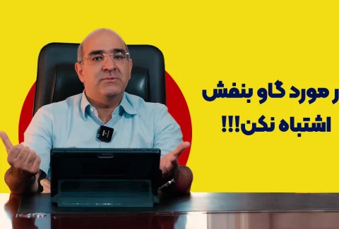 گاو بنفش